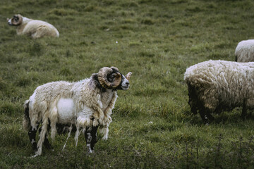 Obraz premium Sheep on misty hillside