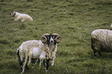 Fototapeta premium Sheep on misty hillside