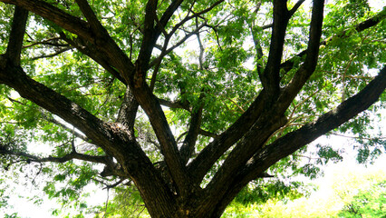 Fototapeta premium tree in the park