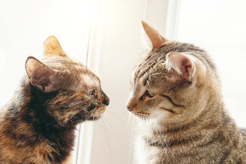 Kittens sniff each other with their noses. Concept of Valentine's day. Two cats sitting on windowsill under rays of sun. Friendship between pets. Curiously domestic animals. Good day outside window.