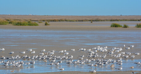 A Flock of Seagulls resting in the Wildlife Refuge on Bolivar Peninsula, Texas