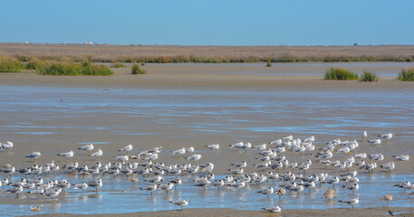 A Flock of Seagulls resting in the Wildlife Refuge on Bolivar Peninsula, Texas - obrazy, fototapety, plakaty