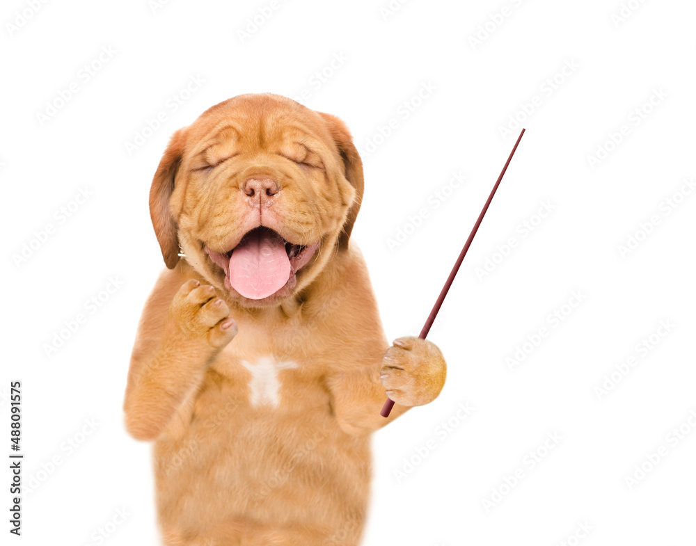 Poster Yawning Mastiff puppy with eyes closed points away on empty space.  isolated on white background
