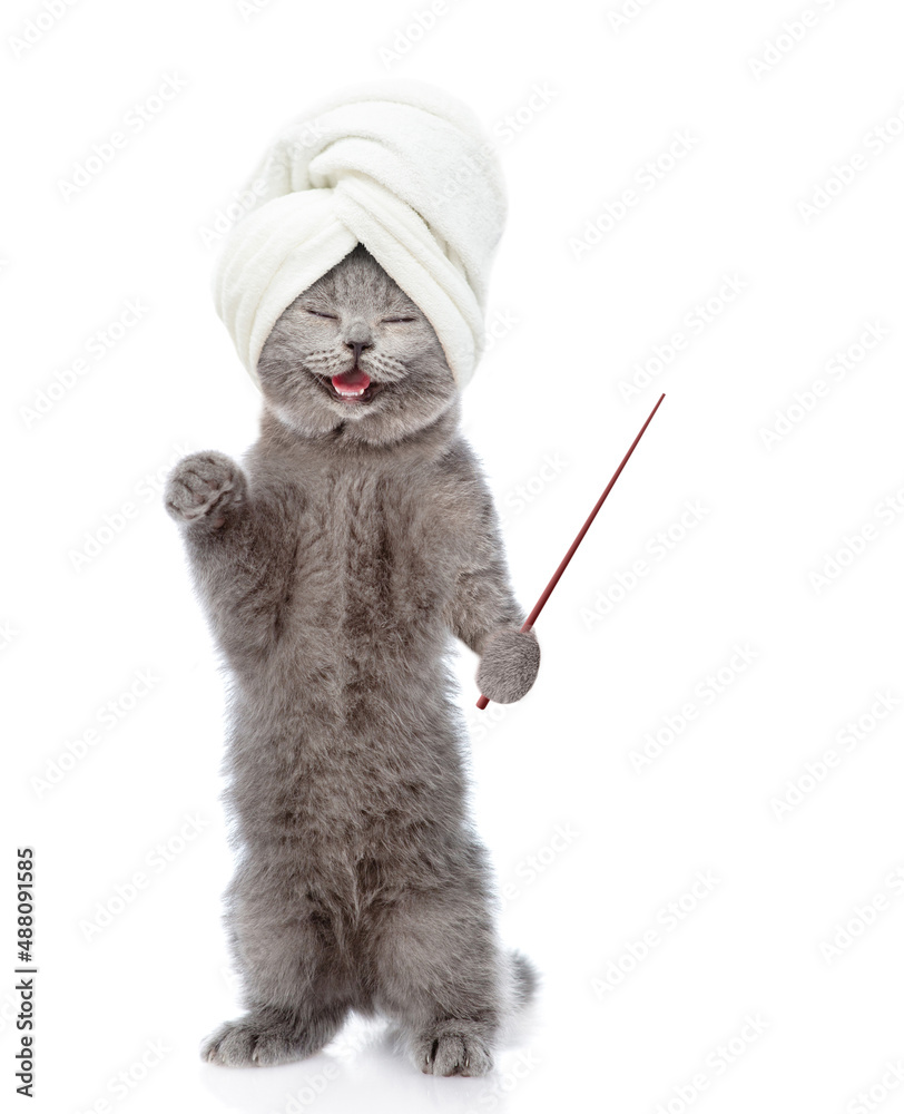 Poster Happy kitten with towel on it head points away on empty space. isolated on white background
