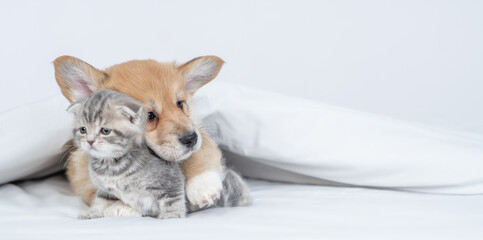 Fototapeta na wymiar Friendly Pembroke Welsh corgi puppy hugs tiny kitten under warm blanket on a bed at home. Empty space for text