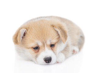Obraz premium Cute Pembroke Welsh Corgi puppy sleeps. isolated on white background
