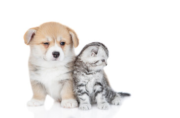 Cute Pembroke welsh corgi puppy and tiny kitten sit together. Cat looks away on empty space. isolated on white background