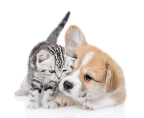 Cute Pembroke welsh corgi puppy and tender kitten stand together. isolated on white background