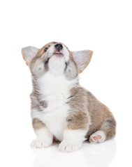 Cute Pembroke Welsh Corgi puppy sits and looks up. isolated on white background