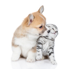 Cute Pembroke welsh corgi puppy licking tiny kitten. isolated on white background