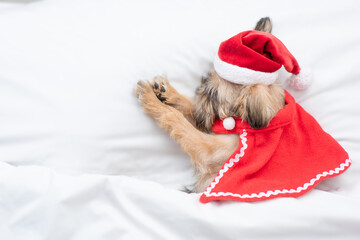 Brussels Griffon puppy wearing  red santa hat and cape sleeps with gifr box on a bed under white...