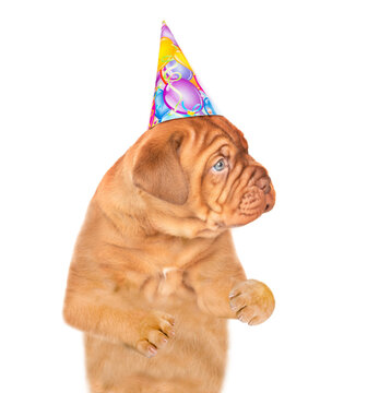 Mastiff puppy wearing a birthday cap looks away on empty space. isolated on white background