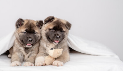 Two American akita puppies sits with toy bear under warm blanket on the bed at home. Empty space for text