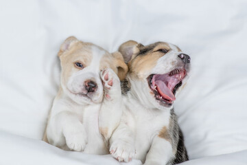 Two sleepy Beagle puppies lying under warm blanket on the bed at home. Top down view
