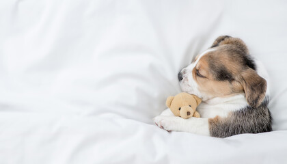 Cozy Beagle puppy sleeps under warm blanket on a bed at home and hugs favorite toy bear. Top down...