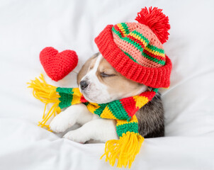 Cute Beagle puppy wearing warm hat and scarf sleeps under warm blanket on a bed at home with red...