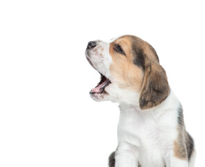 Yawning Beagle puppy with open mouth looks away. isolated on white background