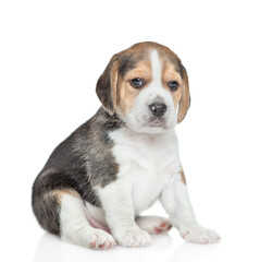 Beagle puppy sitting in side view and looking at camera. isolated on white background
