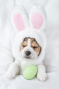 Beagle puppy wearing easter rabbits ears sleeps with painted egg on a bed under warm white blanket at home