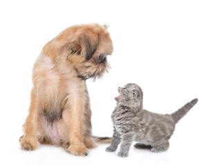 Tiny meowing kitten looks at friendly brussels griffon puppy. isolated on white background