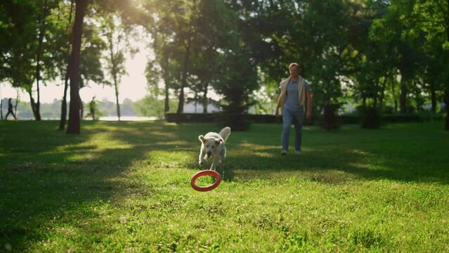 Attractive man throwing round pink toy. Energetic golden retriever catching.