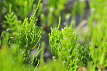早朝の水滴が付いた草