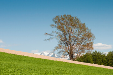 春の畑に立つ大きな木