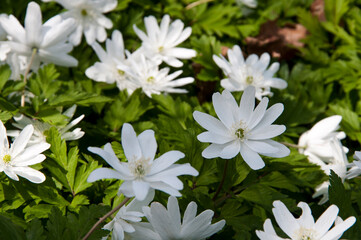 春の野山に咲く白い花