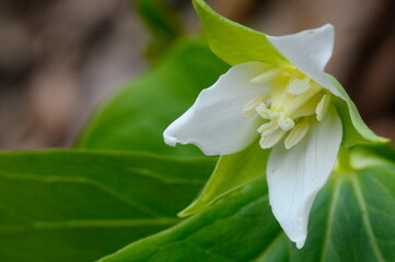 Fototapeta na wymiar 春の高山に咲く白い花