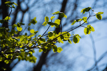 初夏の新緑の若葉
