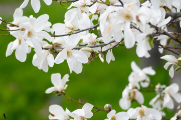 春の野山の白い花　コブシ