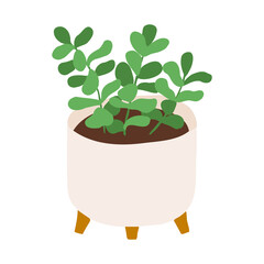 Indoor potted jade plant illustration © Mussbila
