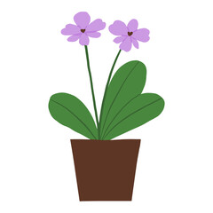 Indoor potted plant orchids illustration