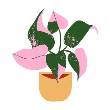 Indoor Potted Plant Philodendron Pink Princess Illustration