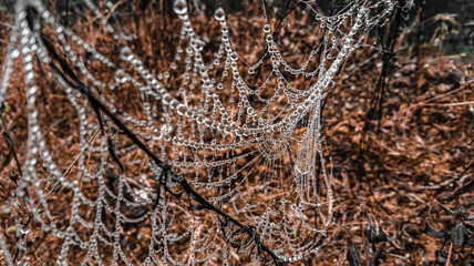 close up of Spider Web Covered with water droplets