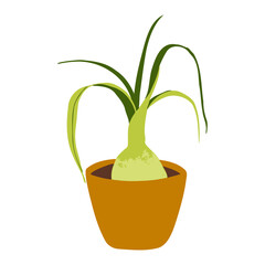 Indoor potted plant pregnant onion illustration