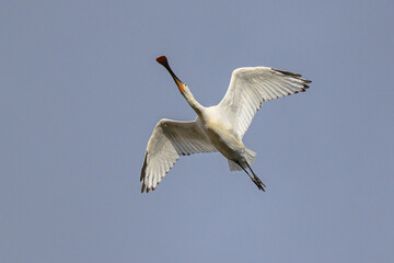 真上を飛ぶヘラサギ