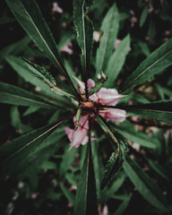 close up of a flower