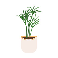 Indoor potted plant kentia illustration