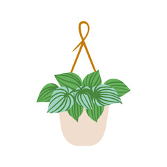 Indoor hanging potted plant peperomia watermelon