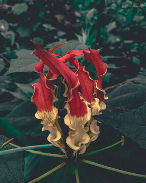 Gloriosa Superba Aka Flame Lilly