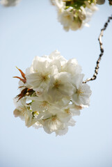 Fototapeta na wymiar 一枝の桜