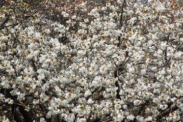 満開の桜　花模様