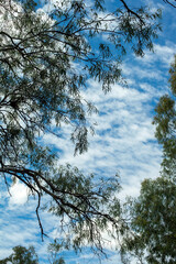 Looking up into the canopy of eucalyptus trees