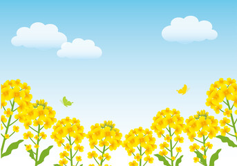 Fototapeta na wymiar 菜の花と青空の背景素材