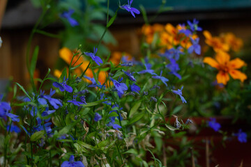 flowers in the garden