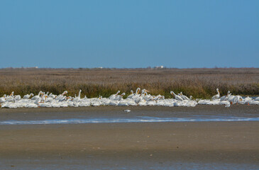 American White Pelicans resting near the Gulf Coast, Bolivar Peninsula, Texas