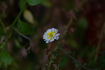 flower in the garden