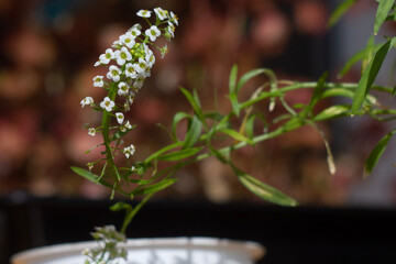 butterfly on a flower
