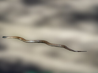 Tiger Snake